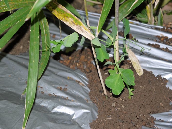 スナップエンドウの苗を植え付け2014・1・13_c0014967_6275593.jpg