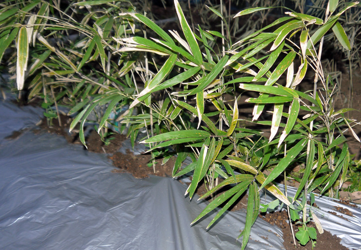 スナップエンドウの苗を植え付け2014・1・13_c0014967_6281418.jpg