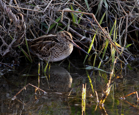 タシギ   Common Snipe_b0227680_19124094.jpg