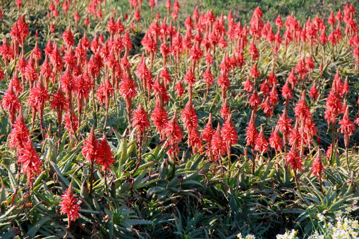 e0165983_1013357.jpg