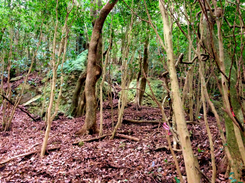 2014/01/09 Mountain Running Trip in Kagoshima 鹿児島 Day.2 鬼門平、清見岳、矢筈岳_b0220886_17224644.jpg