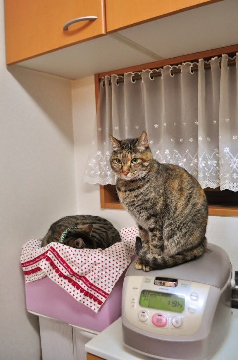 キッチンが好き_a0126590_23142196.jpg