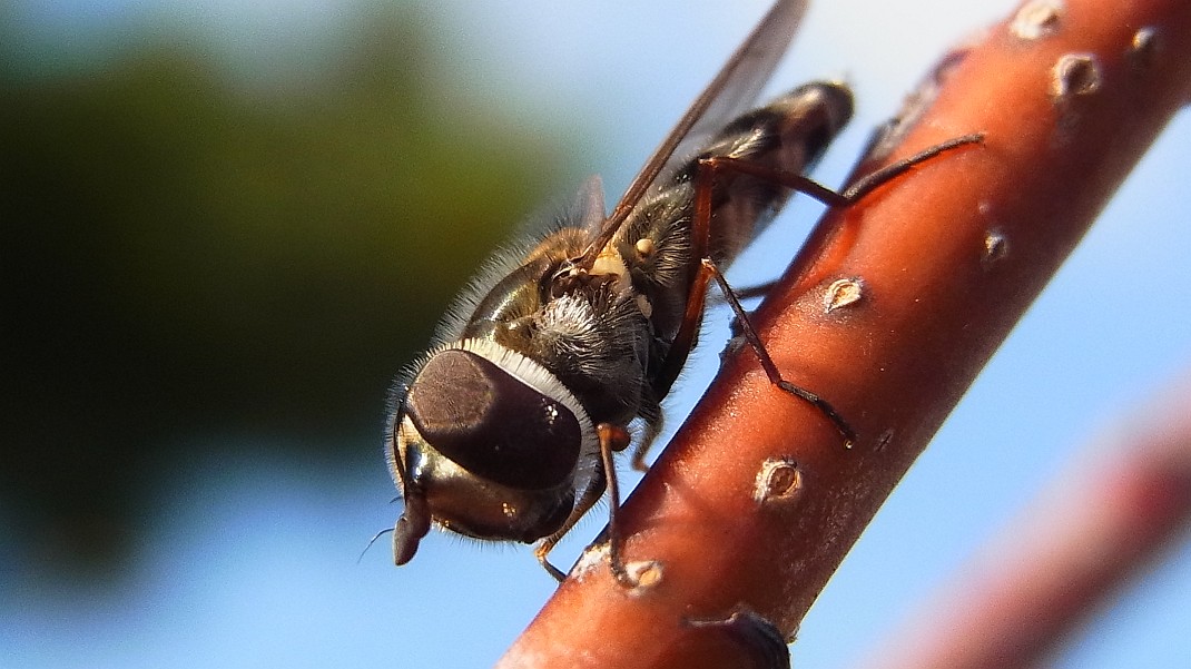 a0152692_17331531.jpg