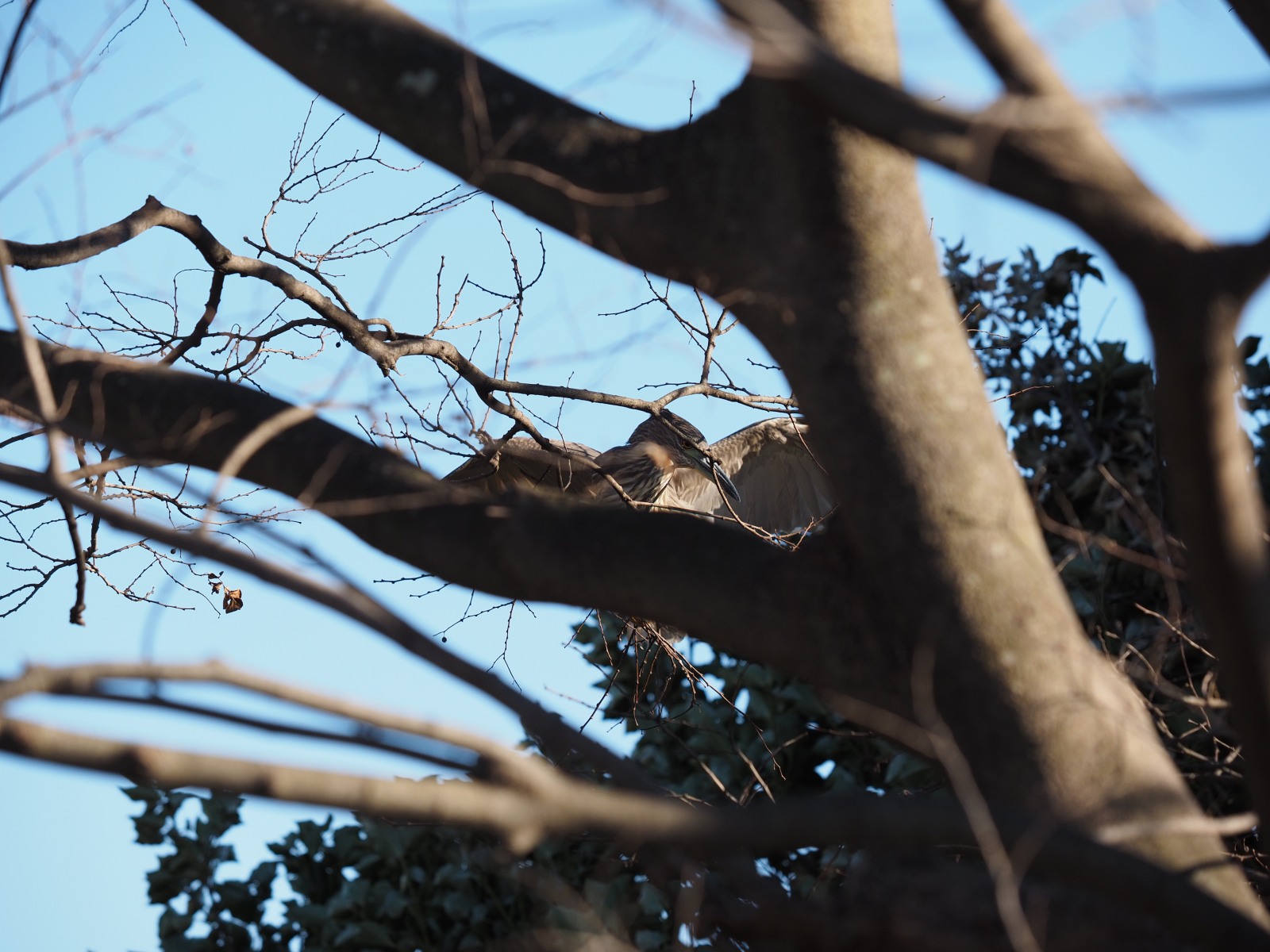 2014年1月14日 あとひと月&ゴイサギ/五位鷺/(Black-crowned)Night Heron_f0108797_16460582.jpg