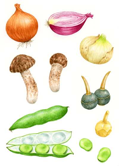 野菜イラスト４種 イラストレーター 川副美紀 Miki Kawazoe Illustrations Watercolor Colored Pencil