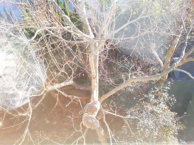 f0024708_12323338.jpg