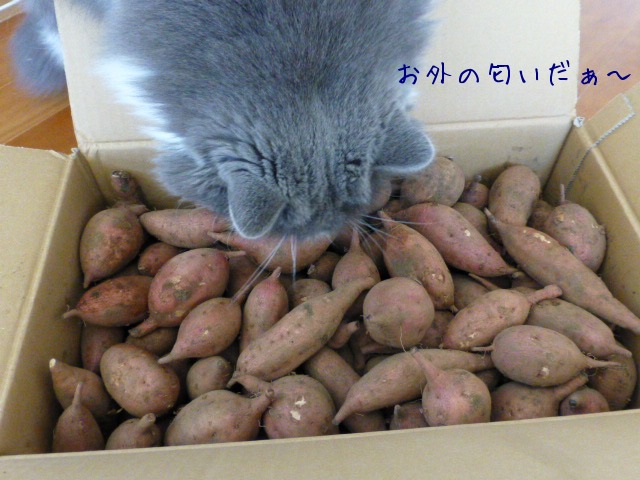 Love 安納芋_e0237625_13301564.jpg