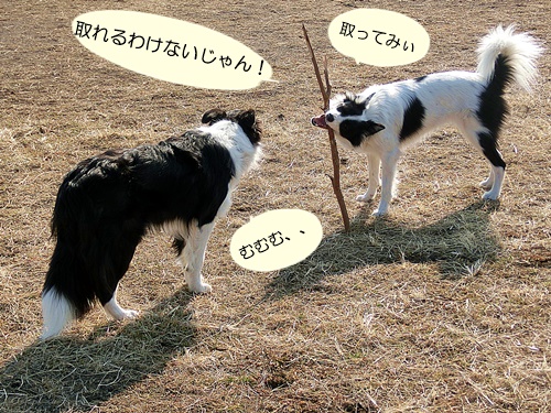 Are ya ganna get it?!   これ、取ってみぃ！_b0279527_02524679.jpg