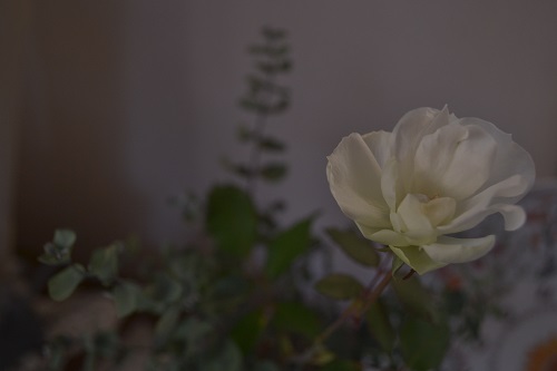 d0282139_20153109.jpg
