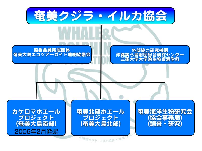エコツアーガイド研修会「奄美・沖縄のザトウクジラ」_f0062839_20415576.jpg
