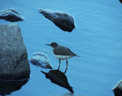 谷津干潟の渡り鳥イソシギ Common sandpiper_f0206939_20481121.jpg