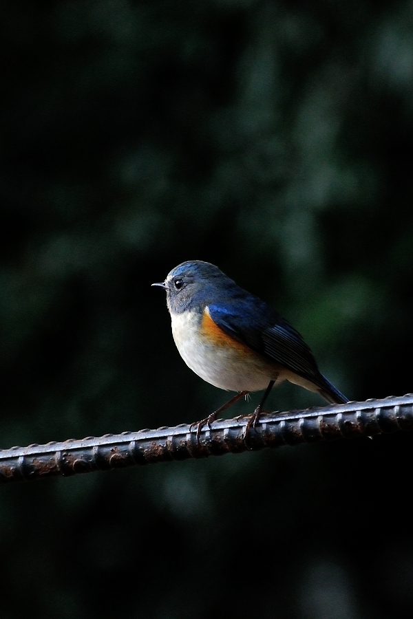 青い鳥を追いかけて_d0148541_19263357.jpg