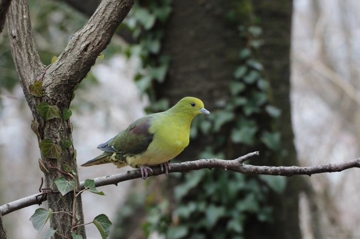 2014.4.6 春まだ遠し・早戸川林道・1,3月のお気に入り写真_c0269342_19492047.jpg