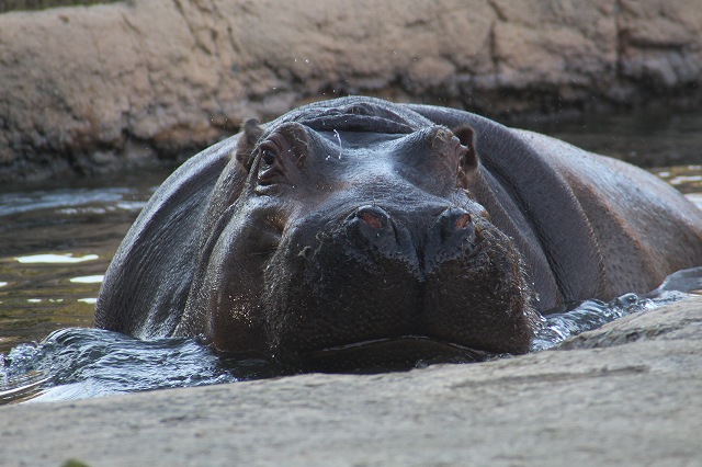 冬の動物園ー３_f0288049_17331174.jpg