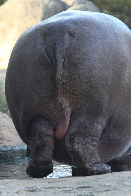 冬の動物園ー３_f0288049_17335259.jpg