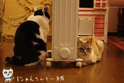 今夜のオイルヒーター番_e0031853_22302588.jpg