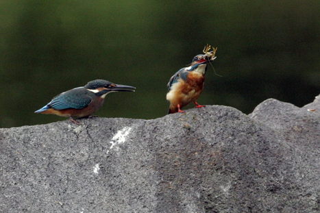 給餌 1・大きな岩の上で　カワセミ_e0139059_0201196.jpg