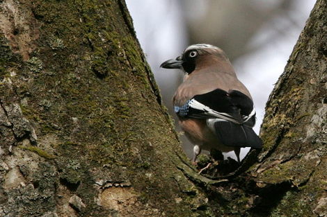 夏鳥は何処に　　カケス、アトリ、ウグイス_e0139059_022198.jpg