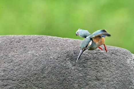 採餌・ウシガエルのオタマ　　カワセミ_e0139059_19212229.jpg