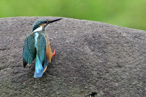 採餌・ウシガエルのオタマ　　カワセミ_e0139059_19212247.jpg