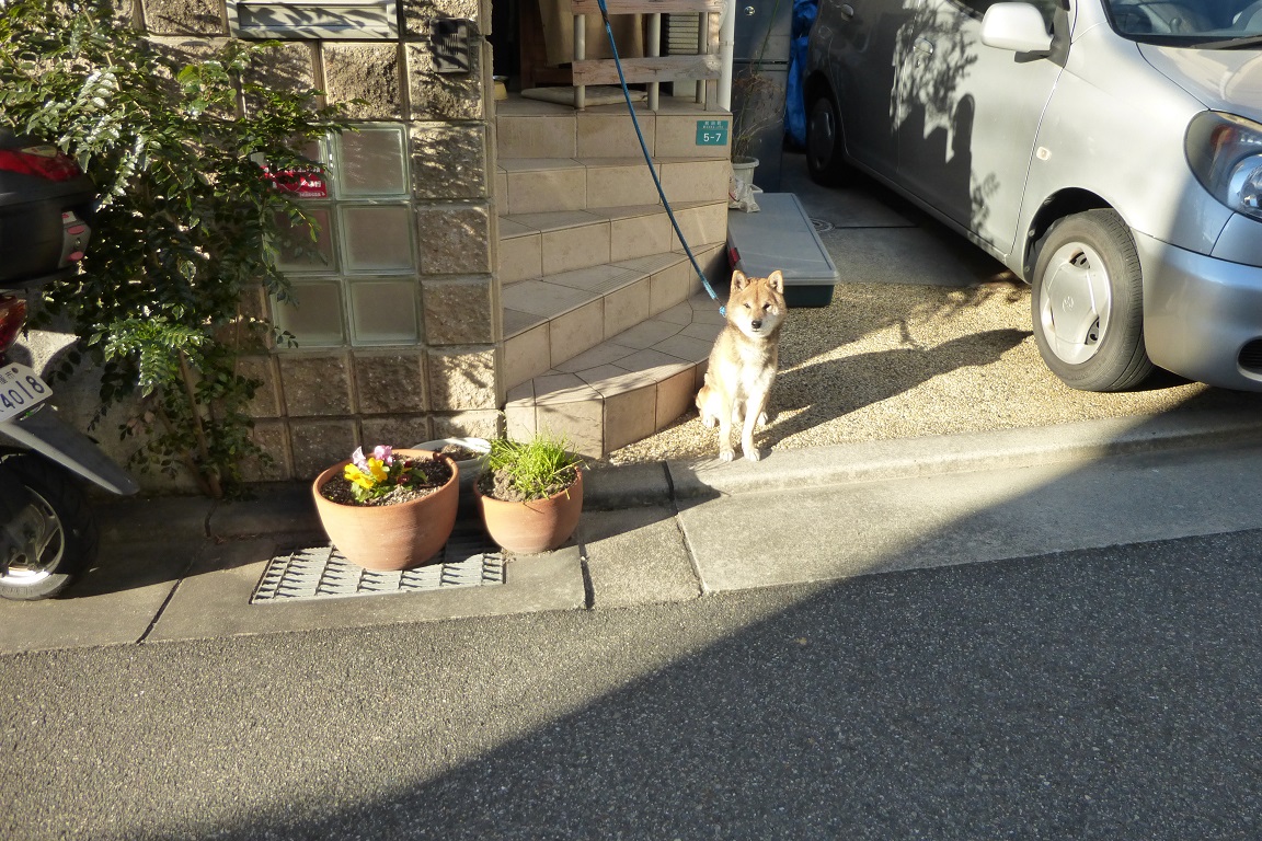 とんと_f0205367_13233086.jpg