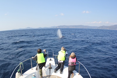 「クジラ・イルカ一斉調査」_b0033573_18481851.jpg