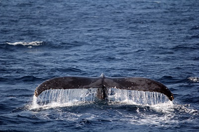 「クジラ・イルカ一斉調査」_b0033573_18541540.jpg