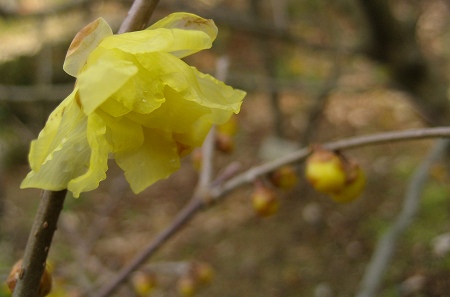 c0229483_8391216.jpg