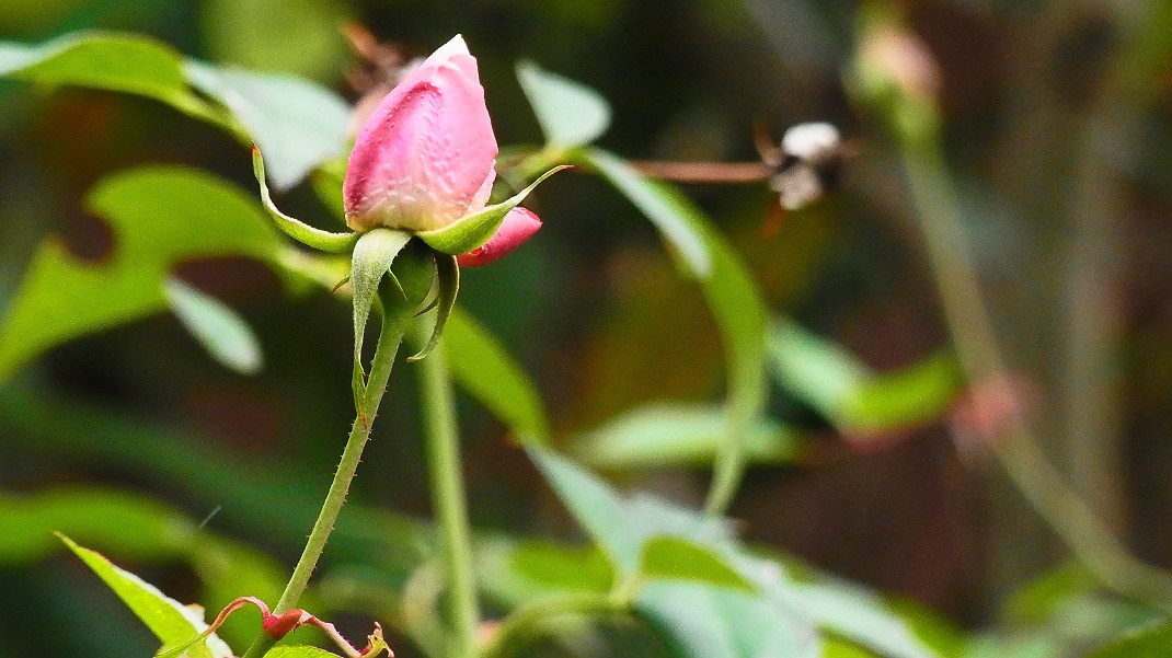 a0152692_17433333.jpg