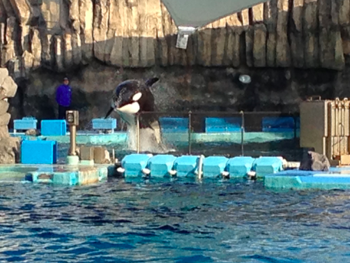 名古屋港水族館　〜その３〜_a0146493_231886.png