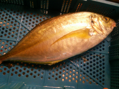 天然シマアジ_f0157910_13532188.jpg