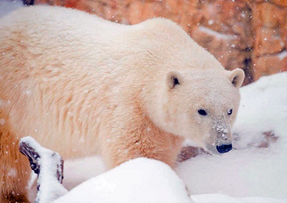 カナダ・マニトバ州 ウィニペグのアシニボイン公園動物園の4頭の若いホッキョクグマたちの冬_a0151913_22574712.jpg