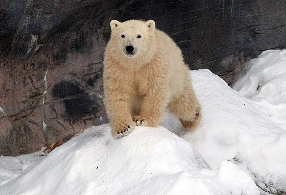 カナダ・マニトバ州 ウィニペグのアシニボイン公園動物園の4頭の若いホッキョクグマたちの冬_a0151913_2259308.jpg