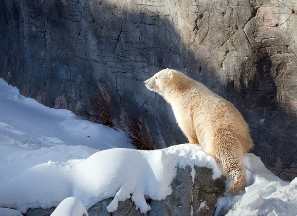 カナダ・マニトバ州 ウィニペグのアシニボイン公園動物園の4頭の若いホッキョクグマたちの冬_a0151913_230233.jpg