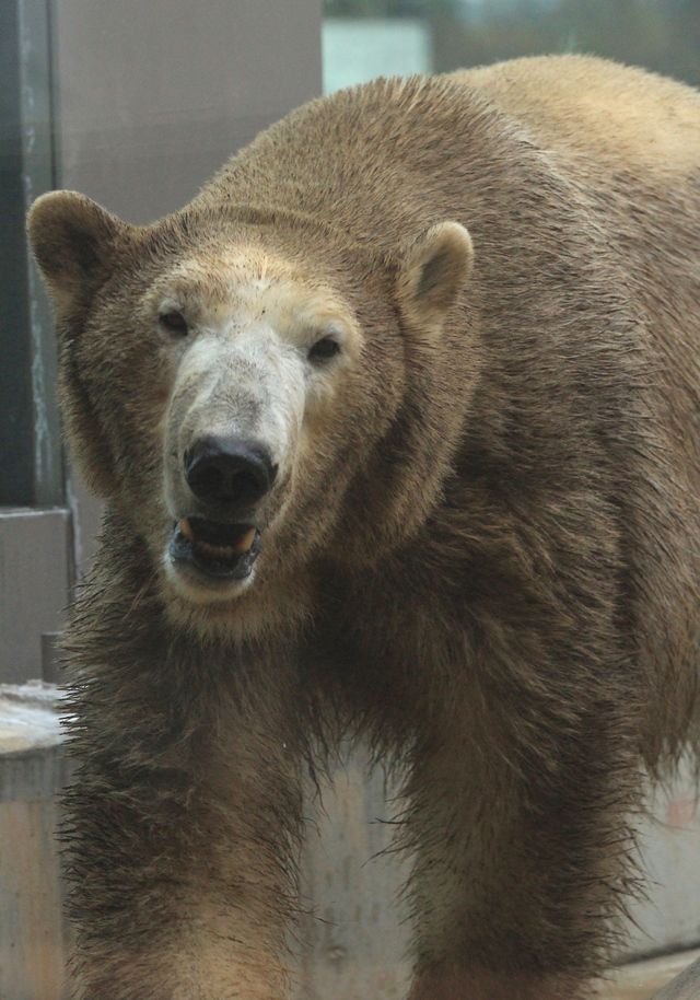 黒クマな白クマ・デアちゃん（ホッキョクグマ） : ひなたぼっこ写真館