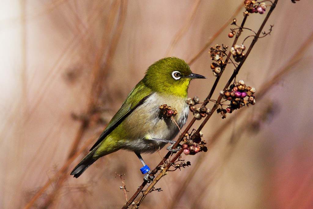 アンプ 小鳥 メジロ メジロの飛翔 | GANREF