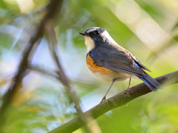 「寒い空から青い天使が舞い降りました」　ルリビタキ（瑠璃鶲）/Red-flanked bluetail_b0309841_0215243.jpg