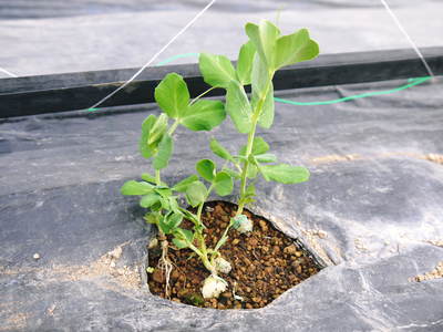 スナップエンドウ「シャキ甘“菊光”」 定植前後の様子_a0254656_1844764.jpg