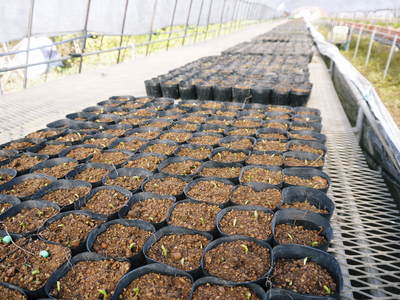 スナップエンドウ「シャキ甘“菊光”」 定植前後の様子_a0254656_18583565.jpg