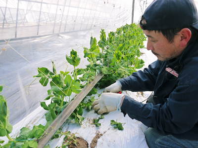 スナップエンドウ「シャキ甘“菊光”」 定植前後の様子_a0254656_19123631.jpg