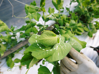 スナップエンドウ「シャキ甘“菊光”」 定植前後の様子_a0254656_19144076.jpg