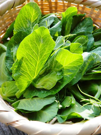 スナップエンドウ「シャキ甘“菊光”」 定植前後の様子_a0254656_19182961.jpg