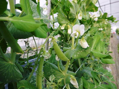 スナップエンドウ「シャキ甘“菊光”」 定植前後の様子_a0254656_1929271.jpg