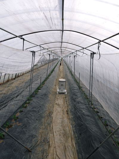 スナップエンドウ「シャキ甘“菊光”」 定植前後の様子_a0254656_194449.jpg