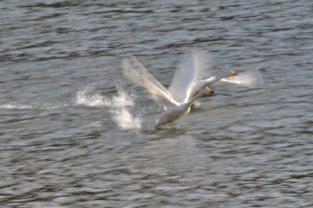 白鳥 ⑤_b0223668_8304835.jpg