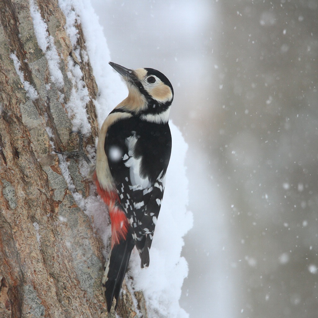 2014年1月雪と鳥シリーズその５：　雪の中のアカゲラ雌_f0105570_21243995.jpg