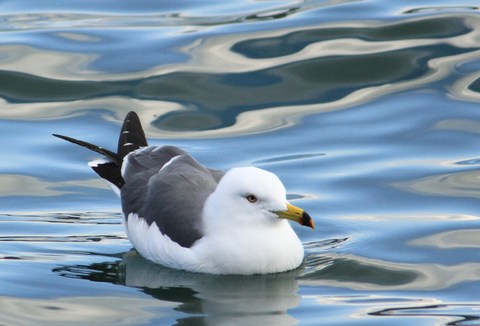 ウミネコとセグロカモメとユリカモメ Poiyoの野鳥を探しに