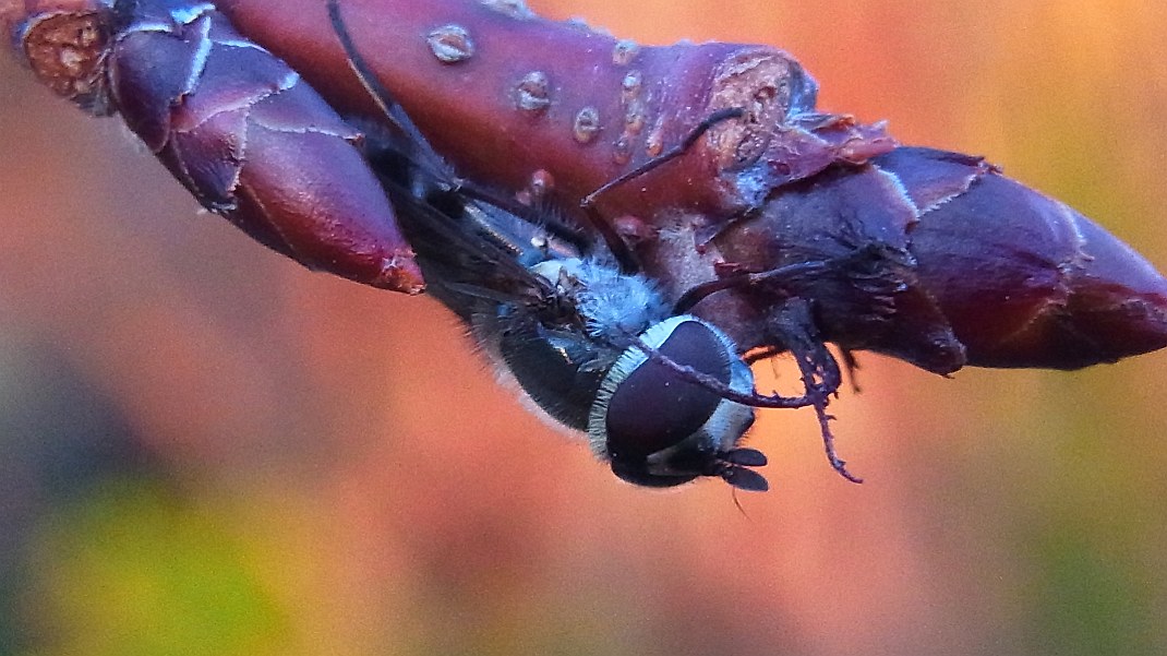 a0152692_1721331.jpg