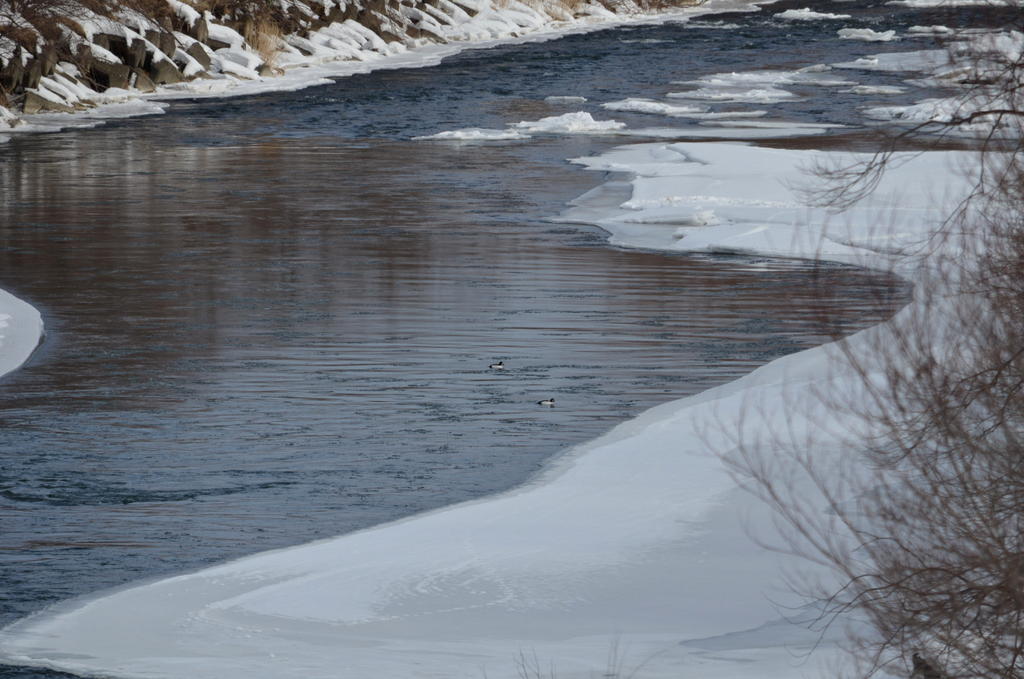 ホオジロガモ えんがる(遠軽)で見た