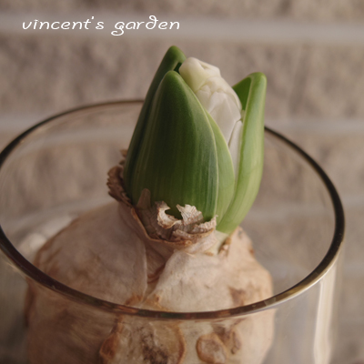 Holmegaard Celebrateで育てるヒヤシンスの今。 : ぶいくんの庭